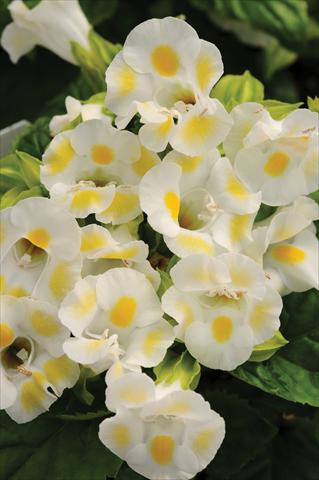 Foto de variedad de flores para ser usadas como: Maceta o Tarrina de colgar Torenia Kauai™ Lemon Drop