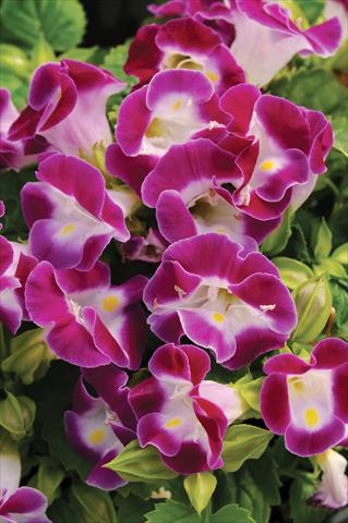 Foto de variedad de flores para ser usadas como: Maceta o Tarrina de colgar Torenia Kauai™ Magenta