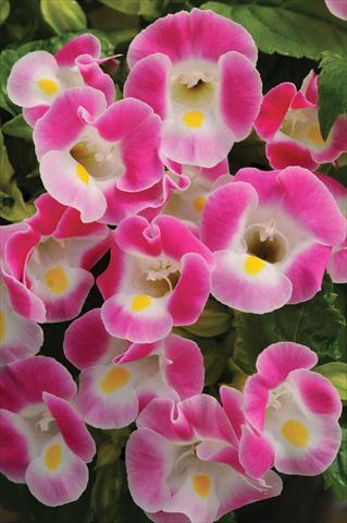 Foto de variedad de flores para ser usadas como: Maceta o Tarrina de colgar Torenia Kauai™ Rose