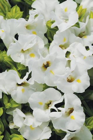 Foto de variedad de flores para ser usadas como: Maceta o Tarrina de colgar Torenia Kauai™ White