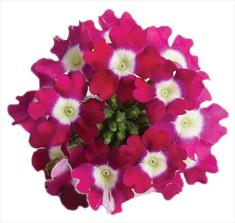 Foto de variedad de flores para ser usadas como: Maceta, patio, Tarrina de colgar Verbena Venturi™ Cherry with Eye