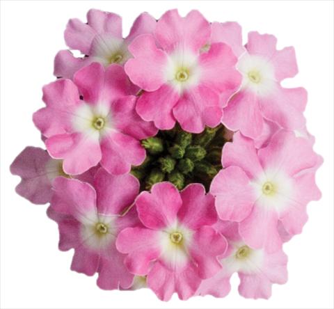 Foto de variedad de flores para ser usadas como: Maceta, patio, Tarrina de colgar Verbena Venturi™ Pink with Eye