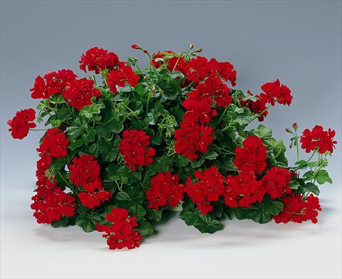 Foto de variedad de flores para ser usadas como: Planta de temporada, patio, Tarrina de colgar Pelargonium peltatum pac® Granatit