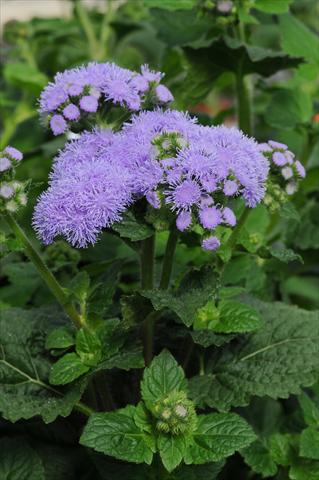 Foto de variedad de flores para ser usadas como: Maceta y planta de temporada Ageratum houstonianum Everest Blue