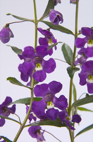 Foto de variedad de flores para ser usadas como: Maceta, planta de temporada, patio Angelonia angustifolia Blue