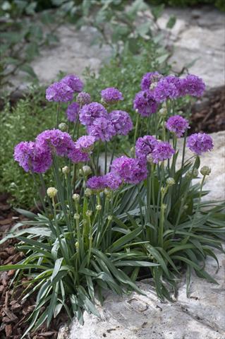 Foto de variedad de flores para ser usadas como: Planta de temporada / borde del macizo Armeria pseudarmeria Ballerina Lilac
