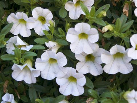 Foto de variedad de flores para ser usadas como: Maceta, planta de temporada, patio Calibrachoa Sweet Bells® Snowberry