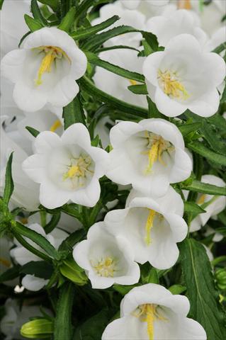 Foto de variedad de flores para ser usadas como: Maceta y planta de temporada Campanula medium Campana F1 White