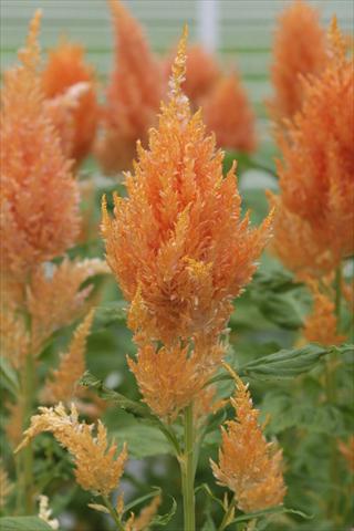 photo of flower to be used as: Pot Celosia plumosa Sunday Orange
