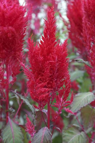 Foto de variedad de flores para ser usadas como: Maceta Celosia plumosa Sunday Red