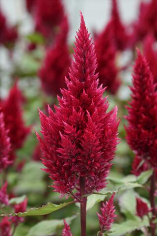 Foto de variedad de flores para ser usadas como: Maceta Celosia plumosa Sunday Wine Red
