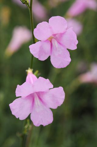 Foto de variedad de flores para ser usadas como: Planta de temporada / borde del macizo Incarvillea sinensis Cheron Pink