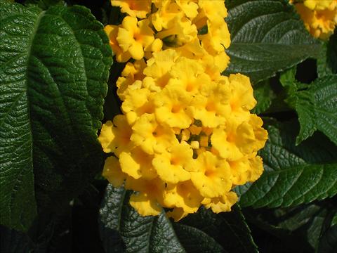 Foto de variedad de flores para ser usadas como: Maceta o Tarrina de colgar Lantana camara Simon Gelb