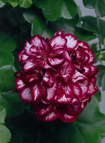 Foto de variedad de flores para ser usadas como: Planta de temporada, patio, Tarrina de colgar Pelargonium peltatum pac® Mexica Tomcat