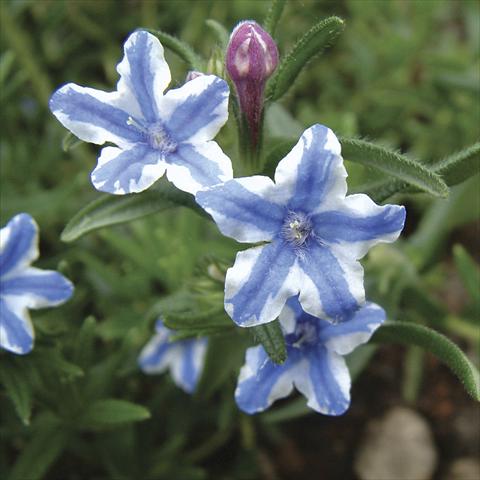 Foto de variedad de flores para ser usadas como: Maceta y planta de temporada Lithodora diffusa Star