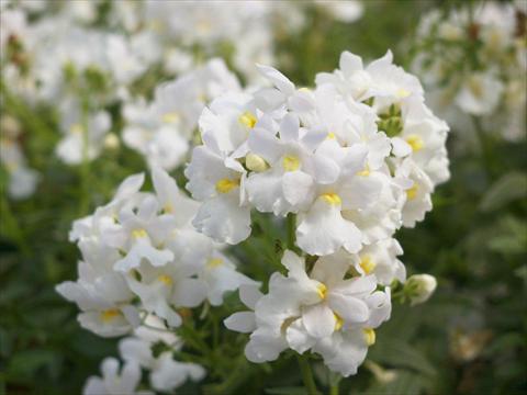 Foto de variedad de flores para ser usadas como: Tarrina de colgar / Maceta Nemesia Kaboutertjes Ronnie