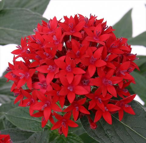 Foto de variedad de flores para ser usadas como: Maceta y planta de temporada Pentas lanceolata Panic Red