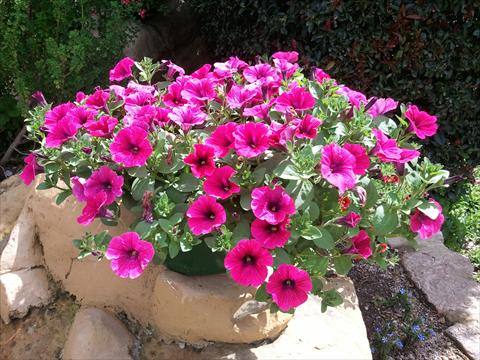 Foto de variedad de flores para ser usadas como: Maceta, planta de temporada, patio Petunia Sweet Pleasure® Hot Pink