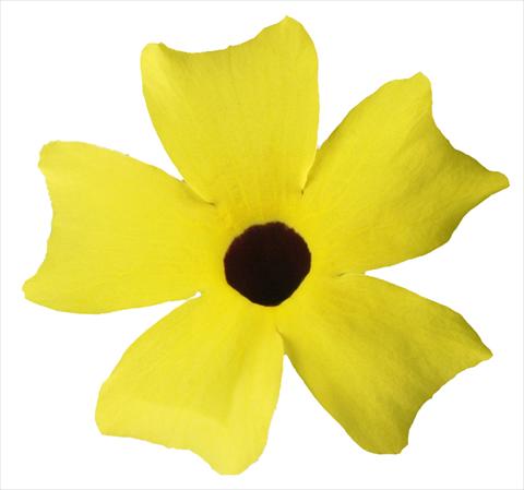 Foto de variedad de flores para ser usadas como: Tarrina de colgar / Maceta Thunbergia alata Lemon
