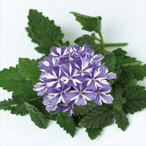 Foto de variedad de flores para ser usadas como: Maceta, patio, Tarrina de colgar Verbena Star Dreams Blue Star