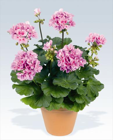 Foto de variedad de flores para ser usadas como: Maceta o Tarrina de colgar Pelargonium zonale pac® Ameta