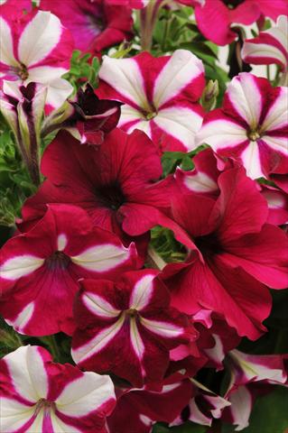 Foto de variedad de flores para ser usadas como: Maceta o Tarrina de colgar 2 Combo Fuseables® Burgundy Starlight