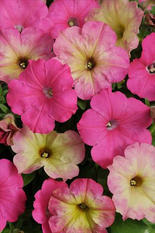 Foto de variedad de flores para ser usadas como: Maceta o Tarrina de colgar 2 Combo Fuseables® Pink Dream