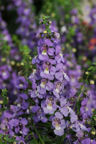 Foto de variedad de flores para ser usadas como: Maceta, planta de temporada, patio Angelonia angustifolia Serena™ Blue
