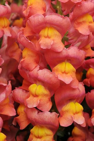 Foto de variedad de flores para ser usadas como: Maceta y planta de temporada Antirrhinum majus Maryland Orange