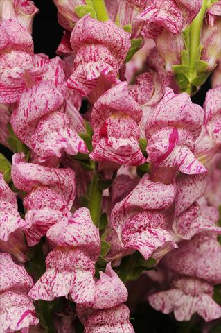 Foto de variedad de flores para ser usadas como: Maceta y planta de temporada Antirrhinum majus Purple Twist
