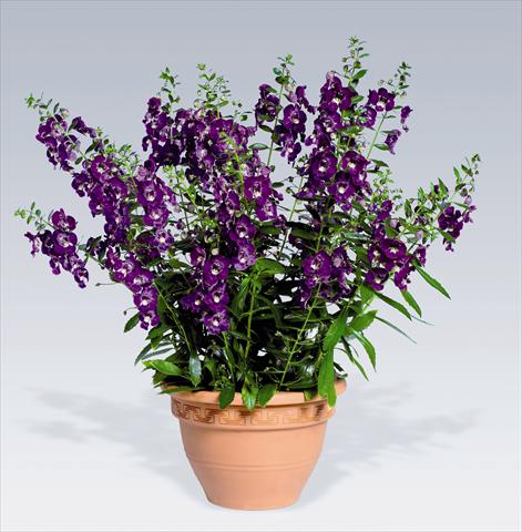 Foto de variedad de flores para ser usadas como: Maceta o Tarrina de colgar Angelonia angustifolia pac® Adessa Deep Blue