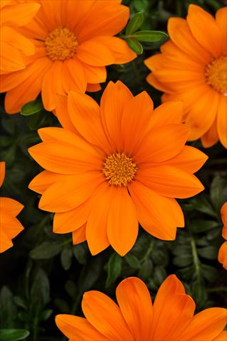 Foto de variedad de flores para ser usadas como: Planta de temporada / borde del macizo Gazania rigens New Day F1 Clear Orange