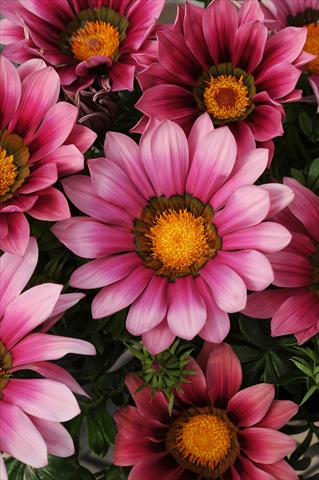 Foto de variedad de flores para ser usadas como: Planta de temporada / borde del macizo Gazania rigens New Day F1 Pink Shades