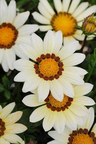 Foto de variedad de flores para ser usadas como: Planta de temporada / borde del macizo Gazania rigens New Day F1 White