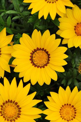 Foto de variedad de flores para ser usadas como: Planta de temporada / borde del macizo Gazania rigens New Day F1 Yellow