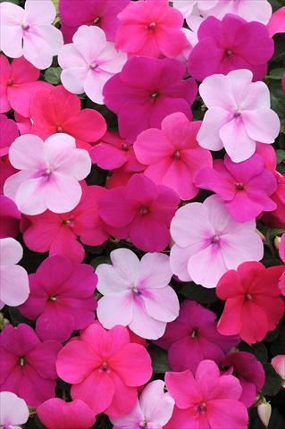 Foto de variedad de flores para ser usadas como: Maceta y planta de temporada Impatiens walleriana Impreza™ Passion Mixture
