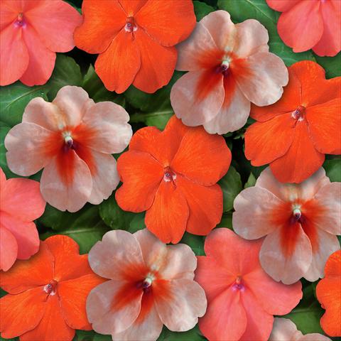 Foto de variedad de flores para ser usadas como: Maceta y planta de temporada Impatiens walleriana Super Elfin™ XP Sedona Mixture