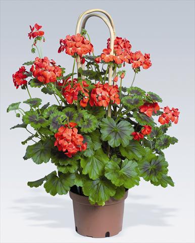 Foto de variedad de flores para ser usadas como: Maceta o Tarrina de colgar Pelargonium zonale pac® Antik Scarlet