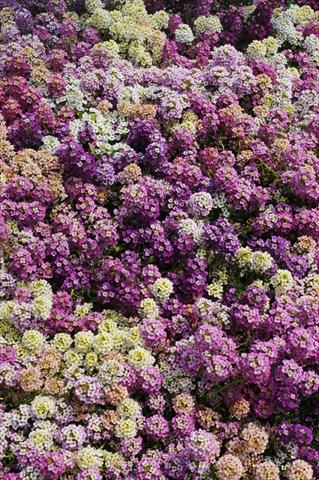 Foto de variedad de flores para ser usadas como: Maceta y planta de temporada Lobularia maritima Easter Bonnet Formula Mixture Improved