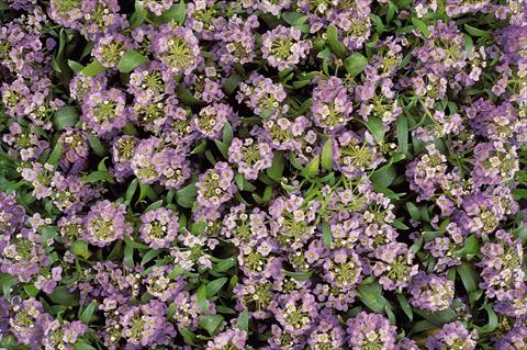 Foto de variedad de flores para ser usadas como: Maceta y planta de temporada Lobularia maritima Easter Bonnet Lavender