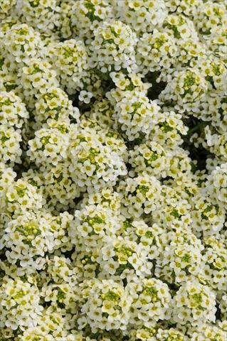 Foto de variedad de flores para ser usadas como: Maceta y planta de temporada Lobularia maritima Easter Bonnet Lemonade