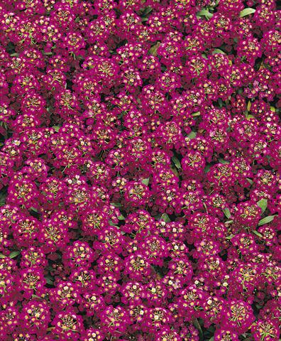Foto de variedad de flores para ser usadas como: Maceta y planta de temporada Lobularia maritima Easter Bonnet Violet