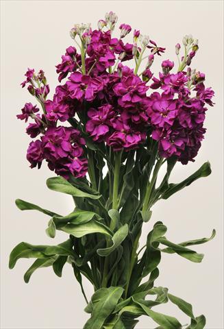 Foto de variedad de flores para ser usadas como: Planta de temporada / borde del macizo Matthiola incana Katz Purple