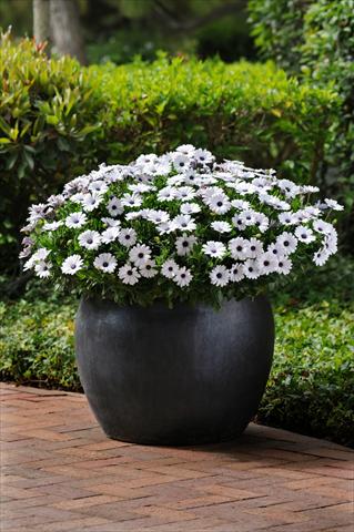 Foto de variedad de flores para ser usadas como: Maceta y planta de temporada Osteospermum ecklonis Akila White