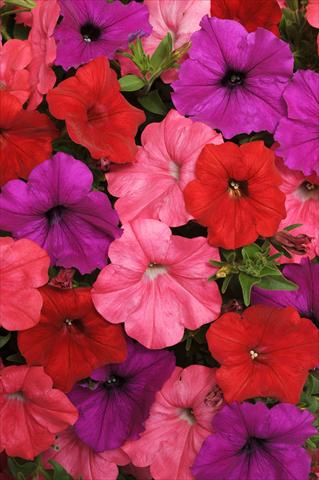 Foto de variedad de flores para ser usadas como: Maceta, planta de temporada, patio Petunia x hybrida Easy Wave™ South Beach Mixture