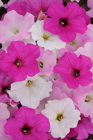 Foto de variedad de flores para ser usadas como: Maceta, planta de temporada, patio Petunia x hybrida Easy Wave™ Sweet Tart Mixture