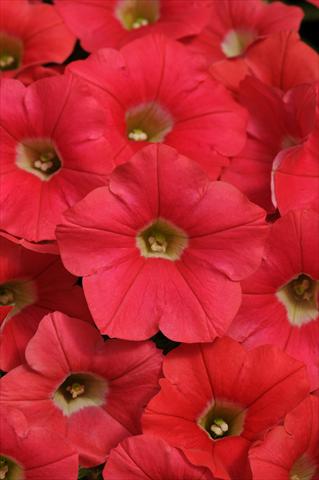 Foto de variedad de flores para ser usadas como: Maceta, planta de temporada, patio Petunia x hybrida Shock Wave™ Coral Crush