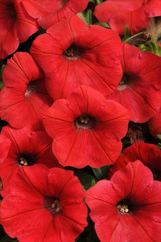 Foto de variedad de flores para ser usadas como: Maceta, planta de temporada, patio Petunia x hybrida Shock Wave™ Red