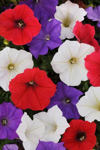 Foto de variedad de flores para ser usadas como: Maceta, planta de temporada, patio Petunia x hybrida Shock Wave™ Volt Mixture