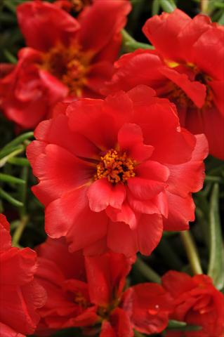 Foto de variedad de flores para ser usadas como: Planta de temporada, patio, Tarrina de colgar Portulaca Happy Hour Deep Red